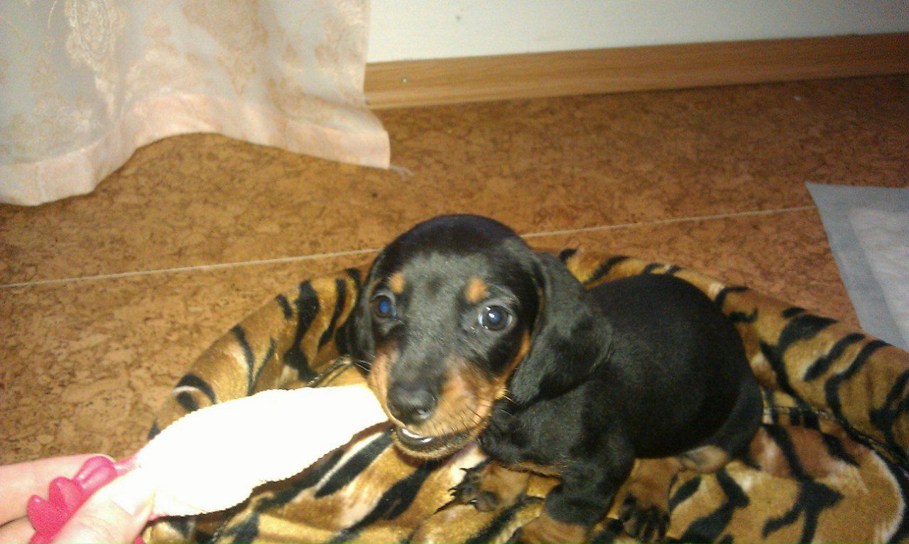 Лена Малявская | Николаев