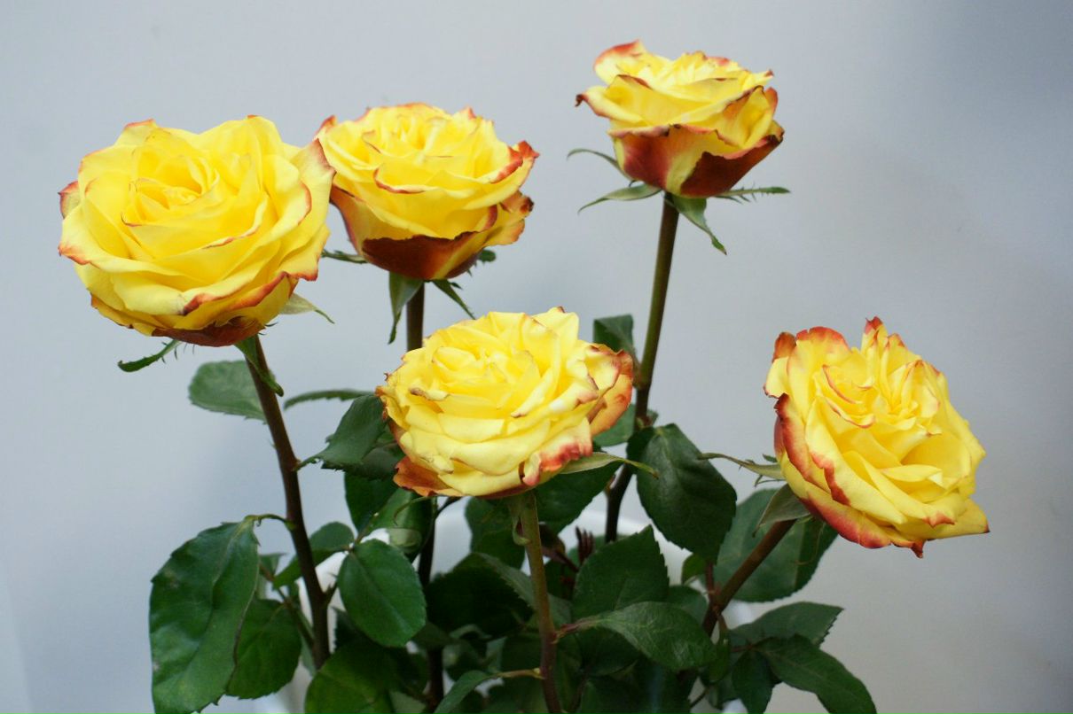 Оксана Башинская | Северодвинск