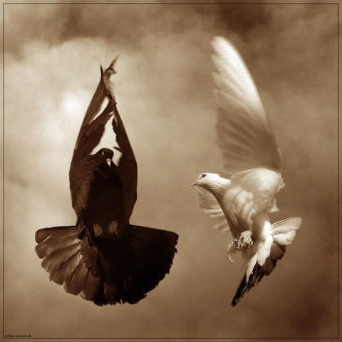 №1, Руслана Солонинко №1, Руслана Солонинко