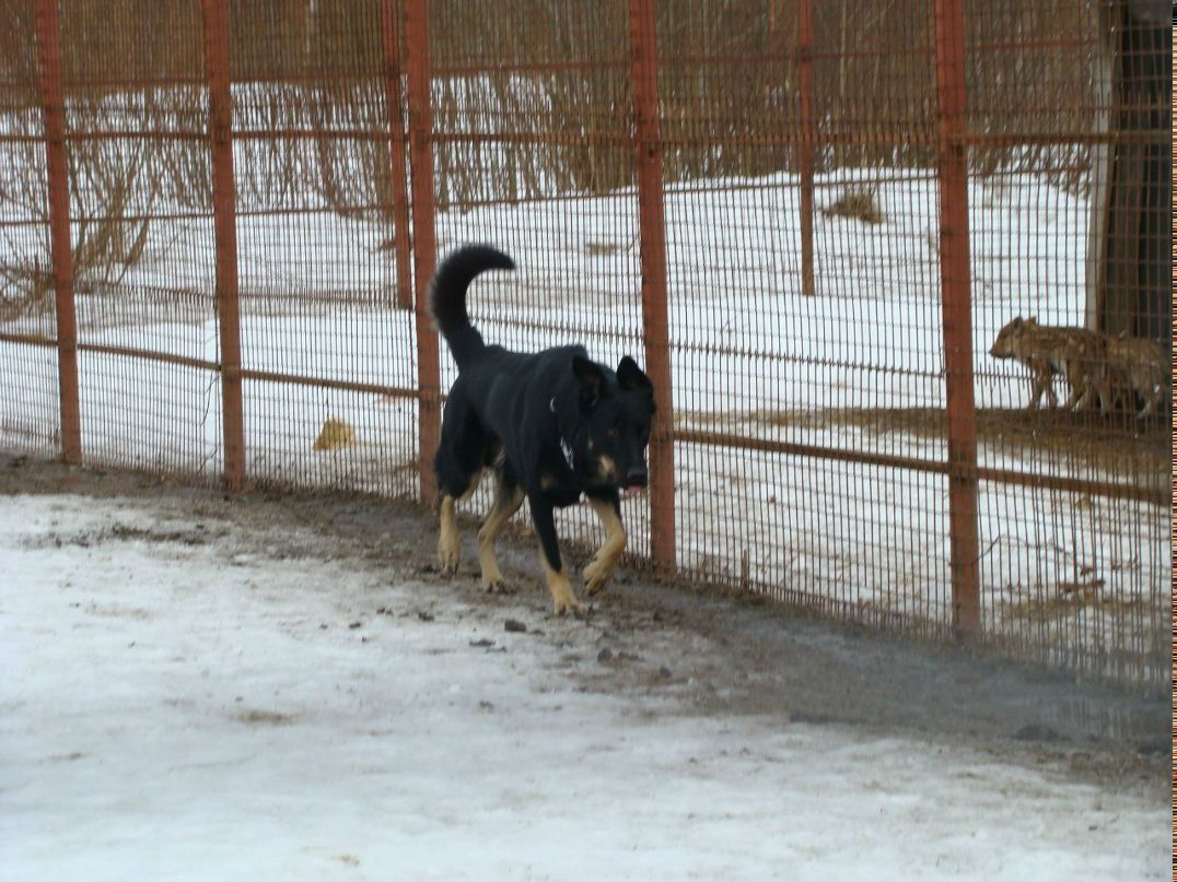 Volk Volkodav | Санкт-Петербург