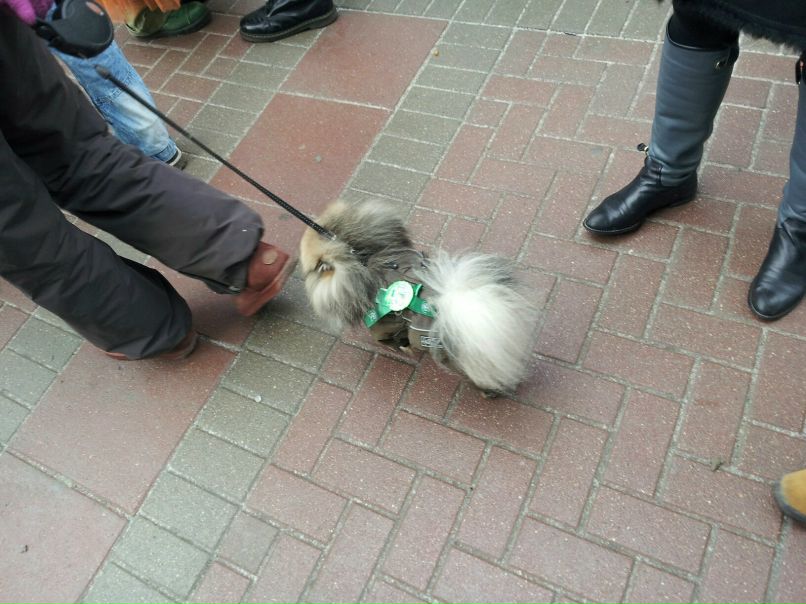 Андрей Страчков | Дубна