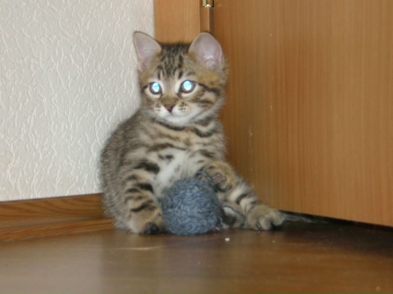 Екатерина Бецко | 