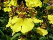 №9 Людмила Перлова 31.01: профиль, фото, статус - ВКонтакте