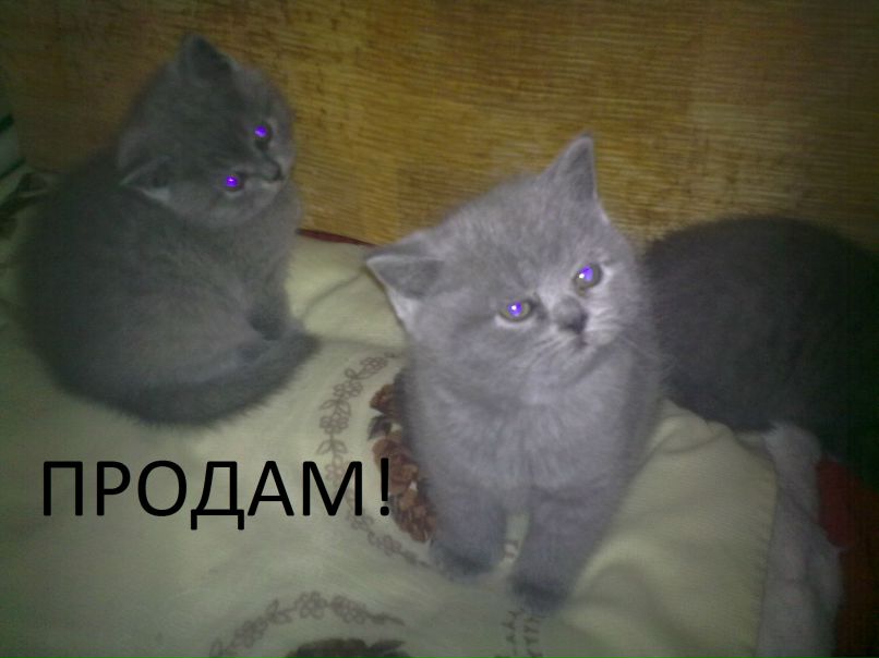 Ігор Полтаранін | Калиновка