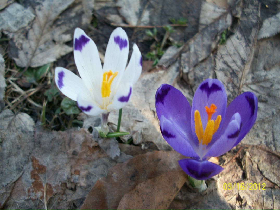 Виктория Луценко | Кривой Рог