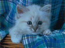 Фотография Головиной Алены