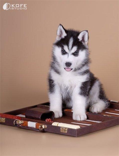 Alex Plennov ۩ LeO ۩ | Череповец