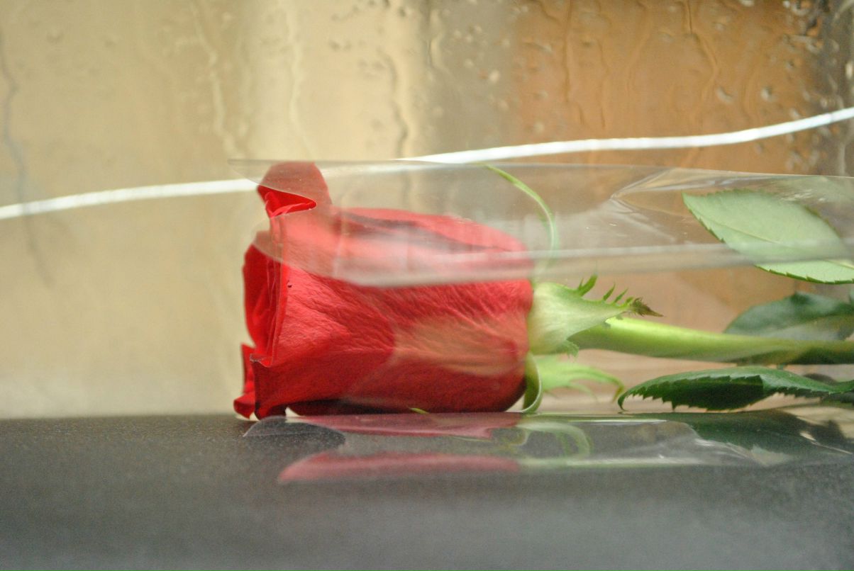 Марина Жарикова | Санкт-Петербург