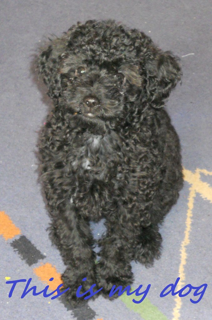 Dima Mackewicz | Переяслав-Хмельницкий