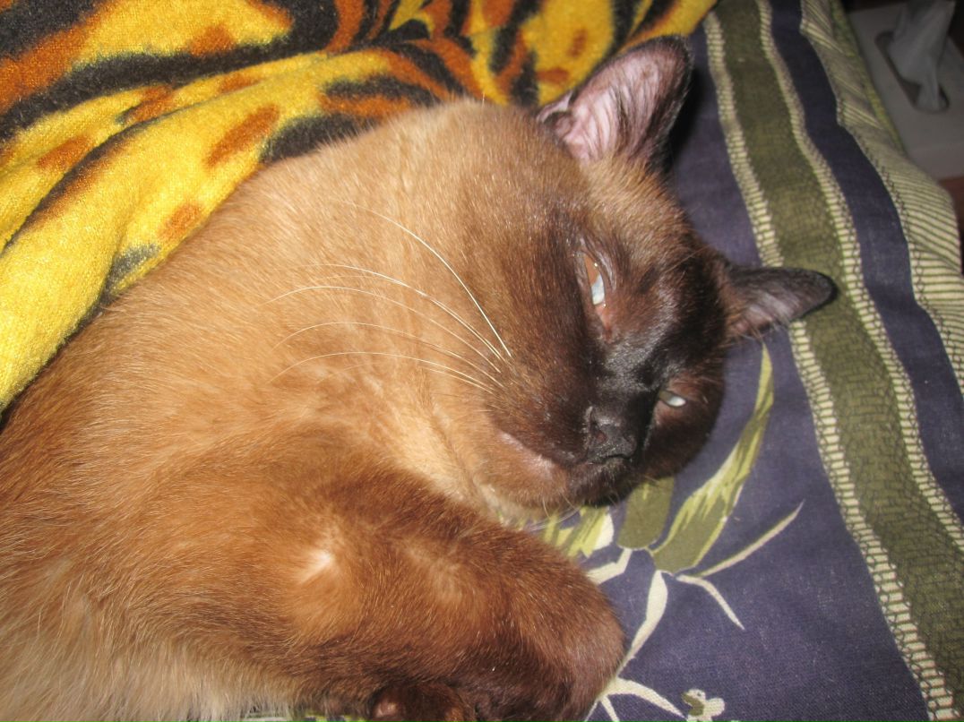 Екатерина Даниленко | Санкт-Петербург