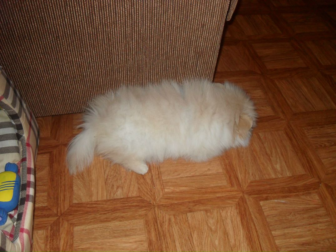 Макс Данилофф 8 Безумный койот 8 | Зеленоград