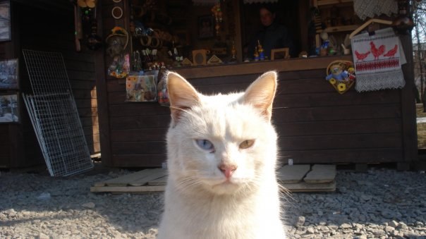 Диман Маслов | Новосибирск