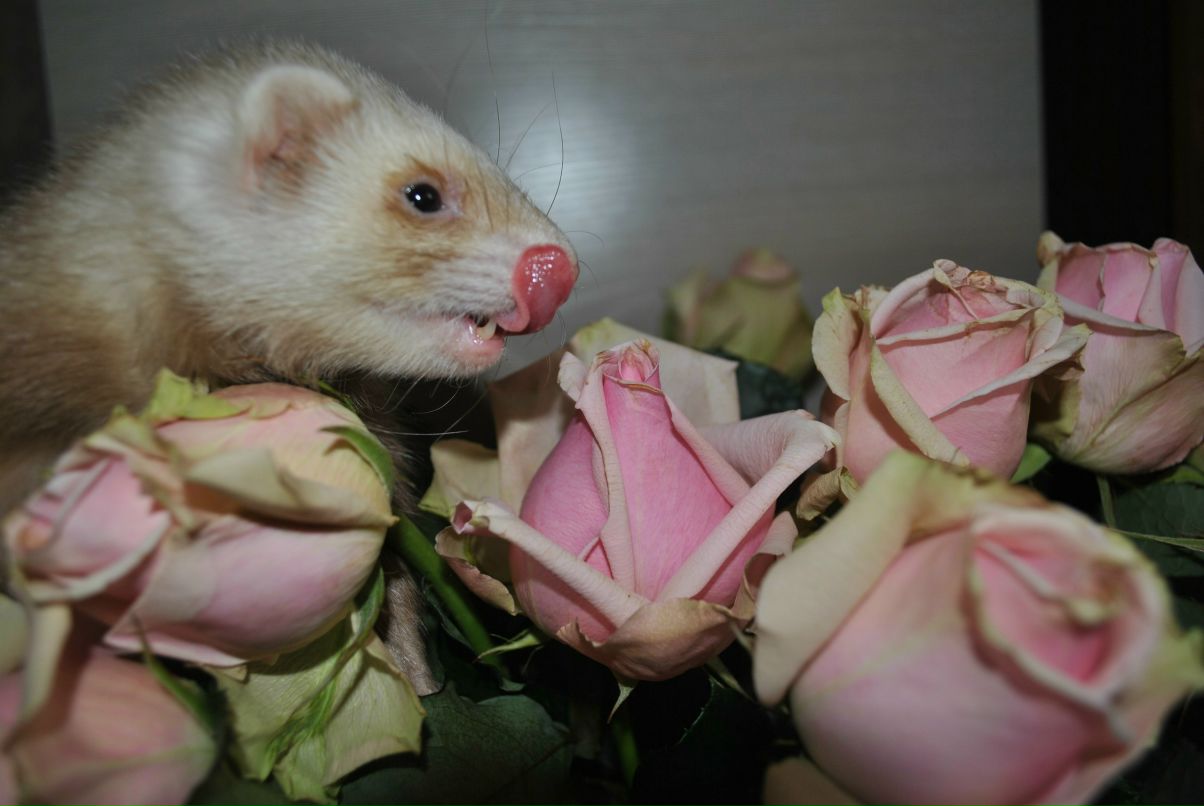 Лидия Давидова | Кемерово