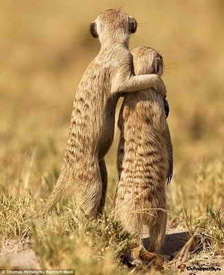 Ольга Тунджер | Gebze