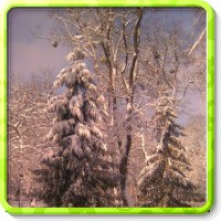 Anton Rozhnov | Barrie