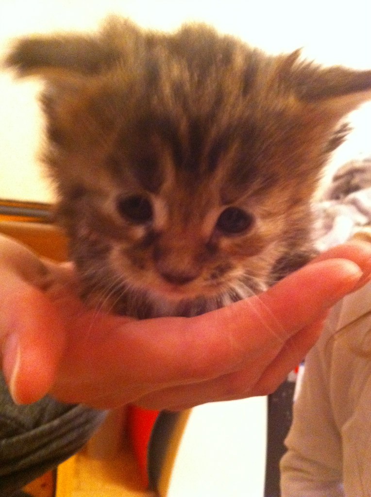 Екатерина Аккузина | Санкт-Петербург