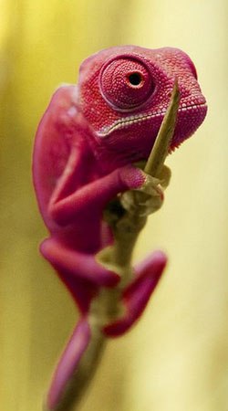 Сергей Владимирович | Кишинев