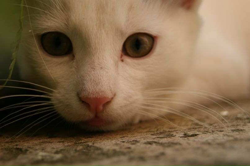 Вика Энко | Москва