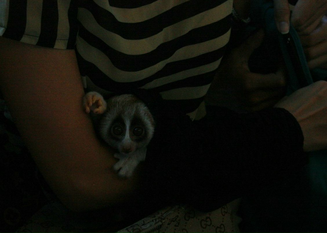 Ирина Черепонько | Asti