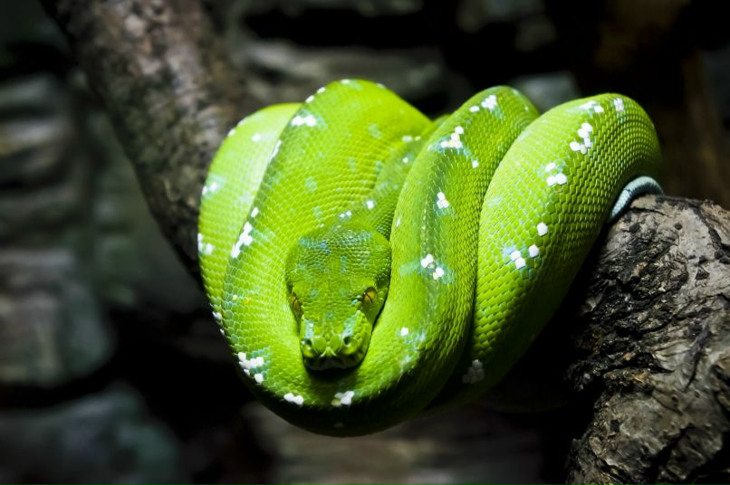 Илья Шилин SpaceMonkey | Москва