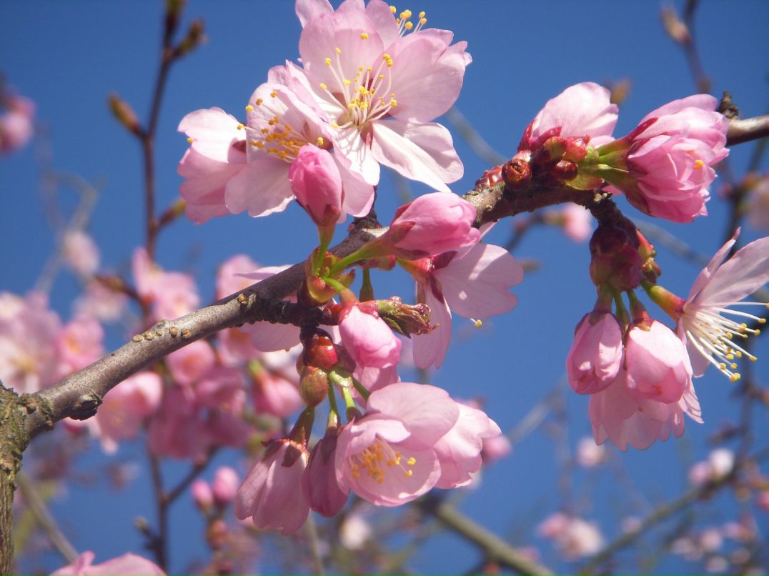 Ира Орехова | Griesheim