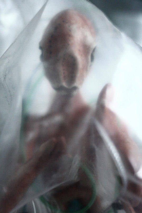 Фаня Синичкина | Barcelona