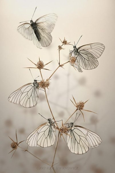 Marina Sonina ♪˙˙·٠•●♥ | Москва