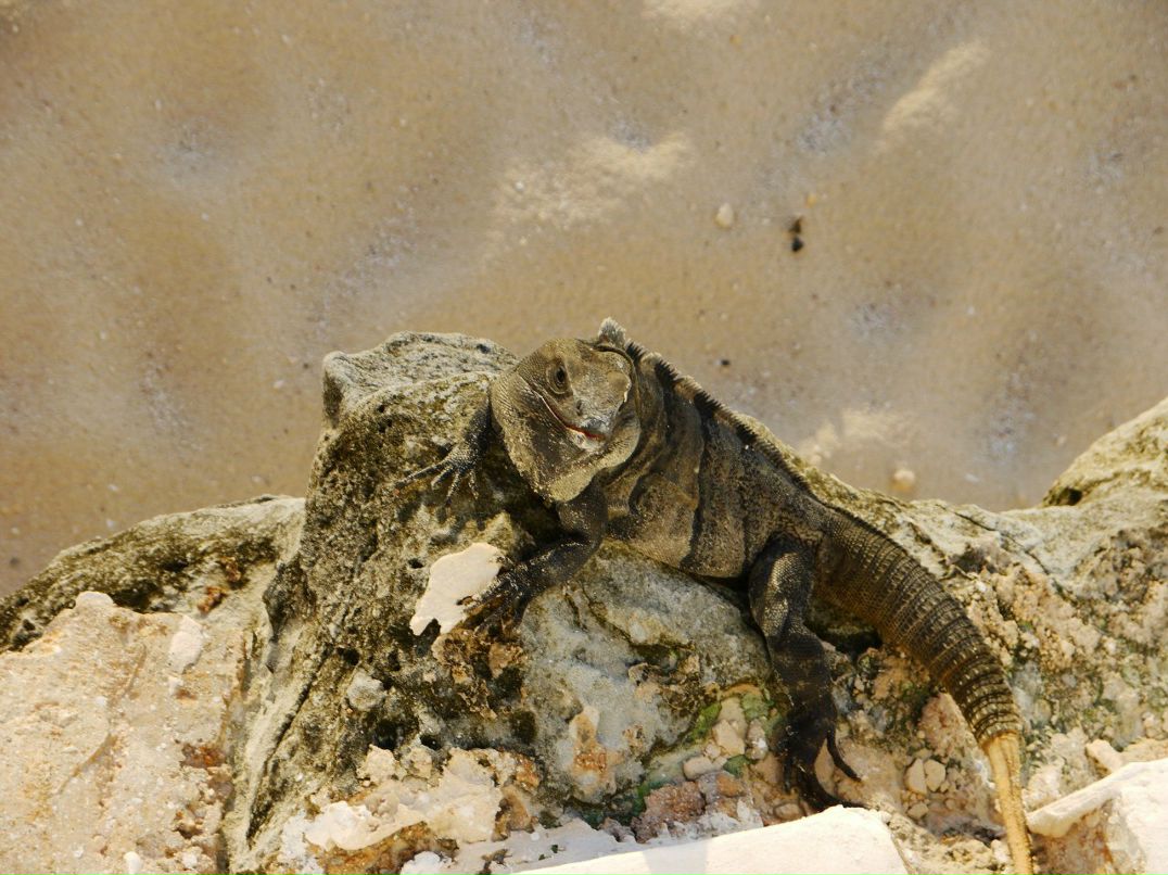 Валерик Лихачёв | Воронеж