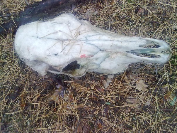 №26, Илья Володиков, 39 лет, Киев №26, Илья Володиков, 39 лет, Киев