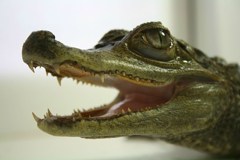 Алексей Хо | 