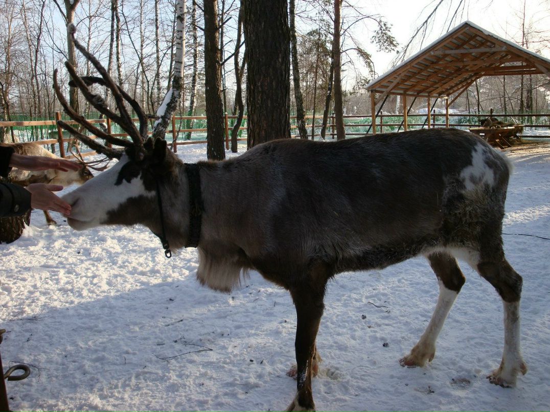 Татьяна Медведева | Москва