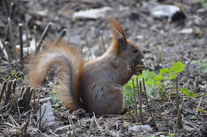 Olga Zvarych | Киев
