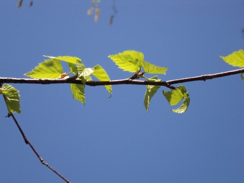 Альфия Насырова | Ульяновск