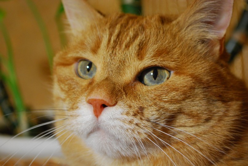 Berserk Wild | Харьков