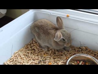 How falls asleep rabbit