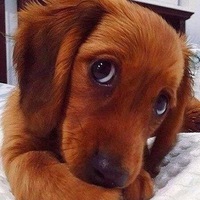 Олександр Молодший