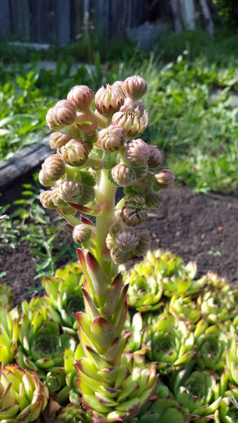 Илья Шиш, Россия, Киров