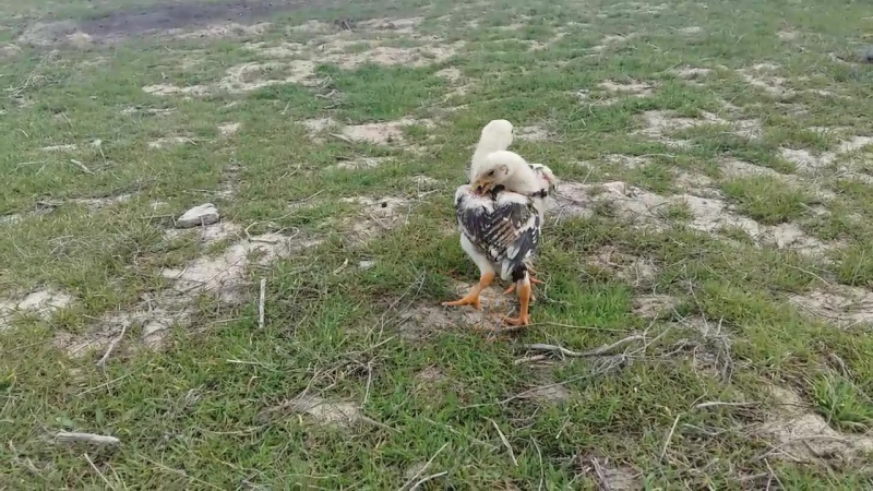 Дакан шөжелер 20 3 2017