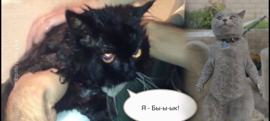 Я быык мем с котом