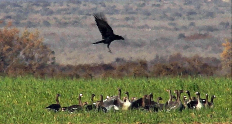 Raven hunting geese Red breasted Goose Little
