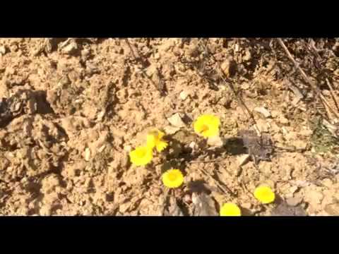 Сбор пчёлами, нектара и пыльцы с мать и мачехи. Весна