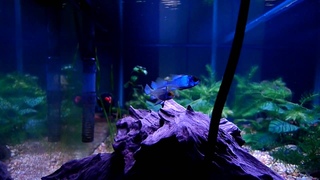 Electric Blue Ram