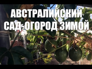Австралийский сад-огород зимой. [1Australia]#1679