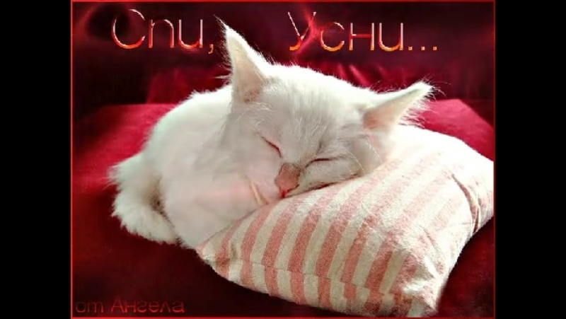 Спокойной ночи любимая котики сердечки