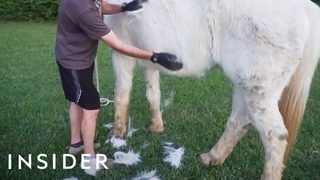 Gloves Remove Shedding Fur From Animals