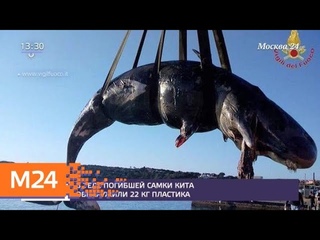Беременную самку кита с полным желудком пластика нашли в Италии - Москва 24