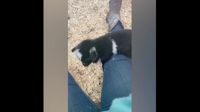 Mother Dog Adopts Baby