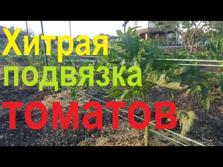 Хитрый способ подвязки томатов.