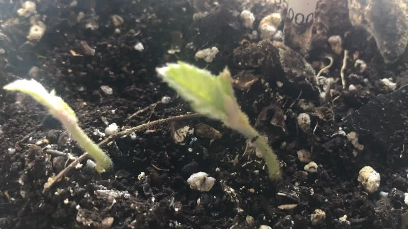 Мушмула 🌱 ростки