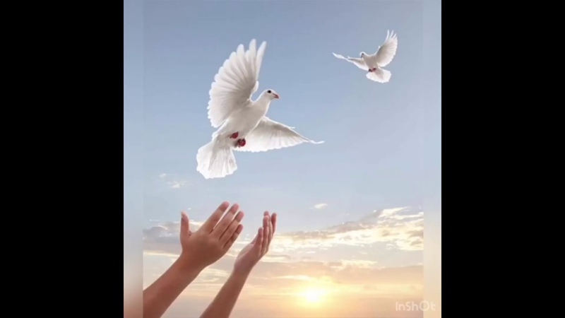 символ мира и добра. небо летним днем. картина два голубя. мипннго неба надголовой. голуби в небе.